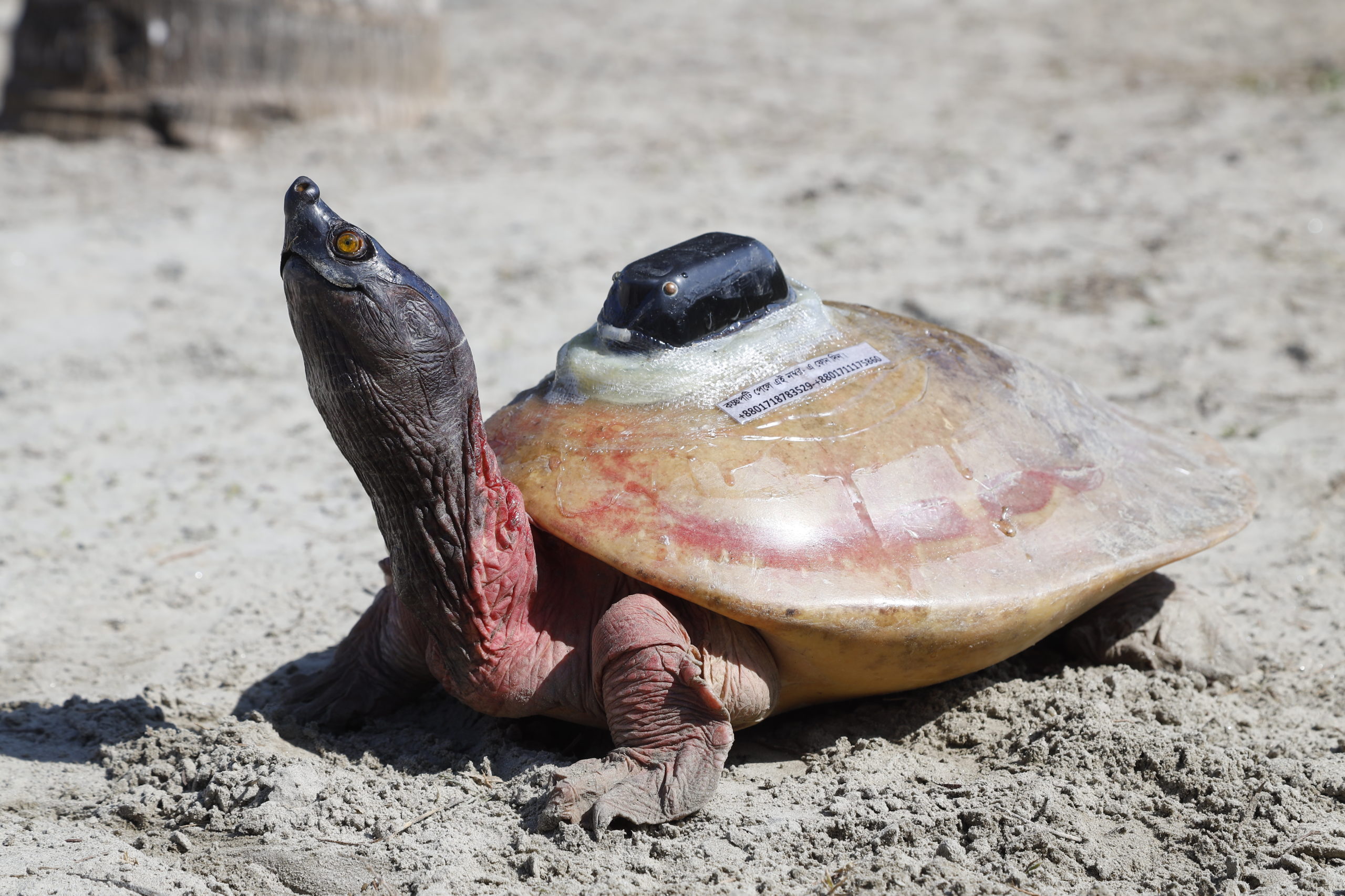Doku: Wie der Zoo Schildkröten rettet