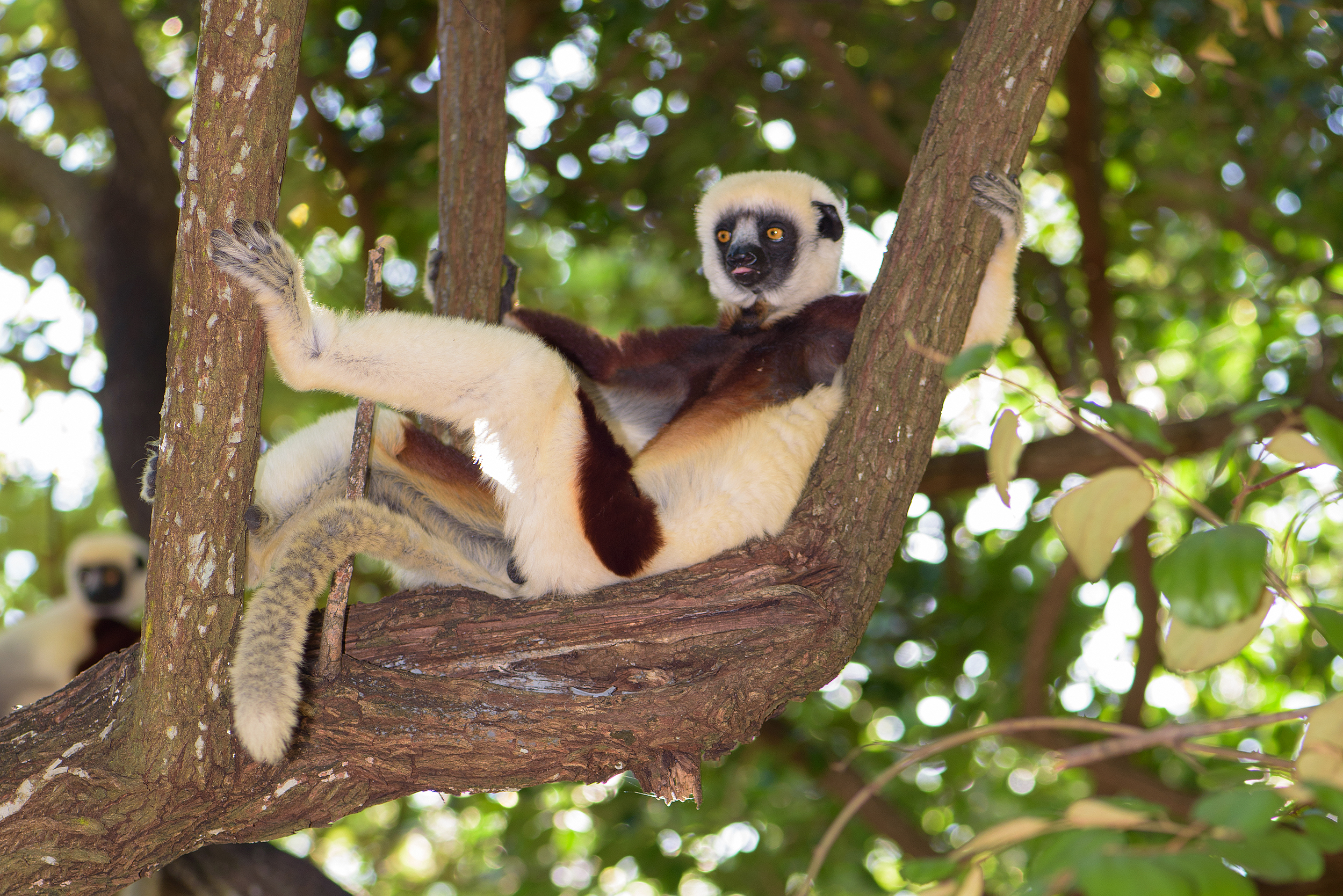 Entdeckungsreise durch Madagaskar