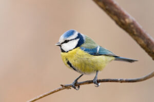 BirdLife_c_Michael Dvorak