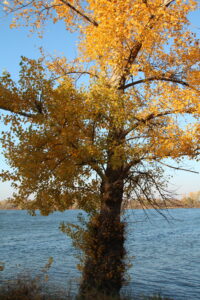 Kulturverein Freudenau_c_Kulturverein Freudenau