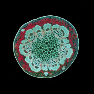 Tulpenbaum Blattstiel BV