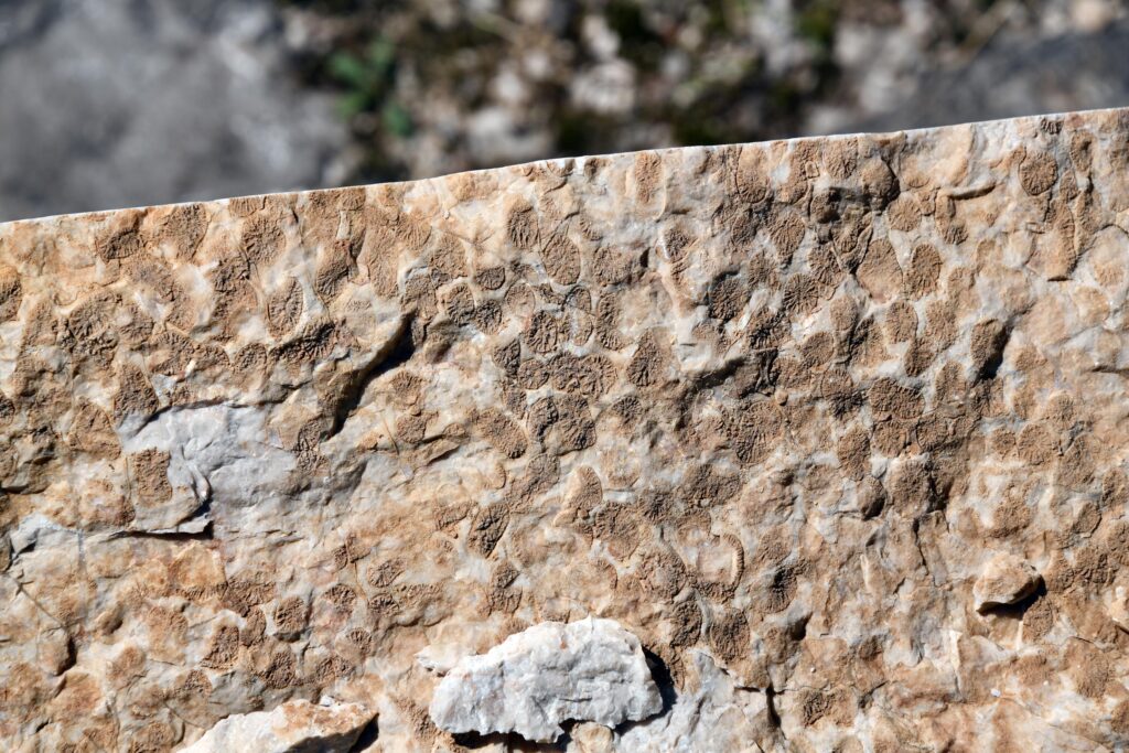 Paläontologische Ges_c_Fritz Messner