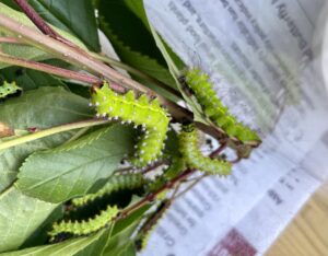 Arb.gem. österr. Entomologen_c_Alice Laciny