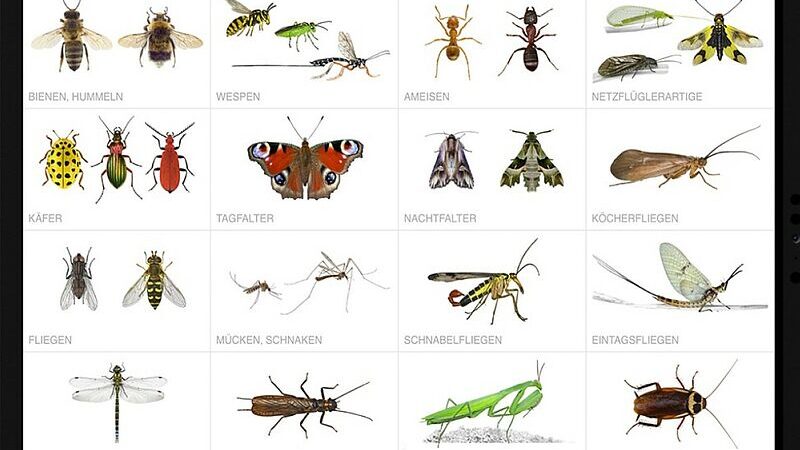 Forschungsstation für nicht- und humane (noch) nicht respektierte Gesellschaftsformen