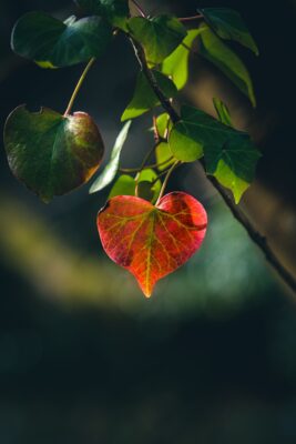 "Lieder im Herbstlicht“